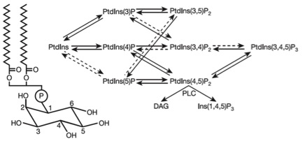 PIPs Kinase and Phosphatase